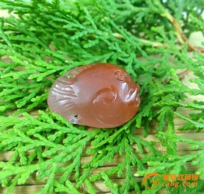 紅金龍魚拍賣網站（與紅金龍魚相關的拍賣網站或在線平臺或在線平臺） 紅金龍魚拍賣網站（與紅金龍魚相關的拍賣網站或在線平臺或在線平臺） 龍魚百科 第1張