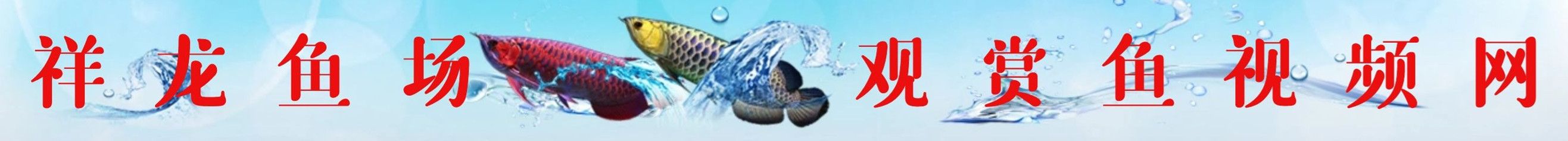 福滿鉆魚價格波動因素，福滿鉆魚價格波動