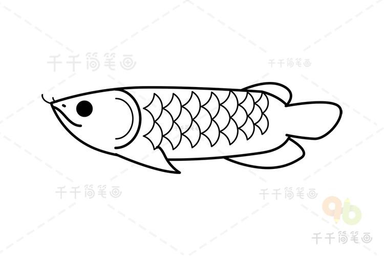 龍魚是什么樣的圖片簡筆畫