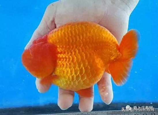 烏魯木齊市米東區(qū)強森水族（烏魯木齊市米東區(qū)強森水族館地址）