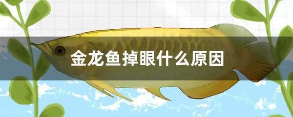怎么讓龍魚向上搜索食物（如何讓龍魚向上搜索食物）