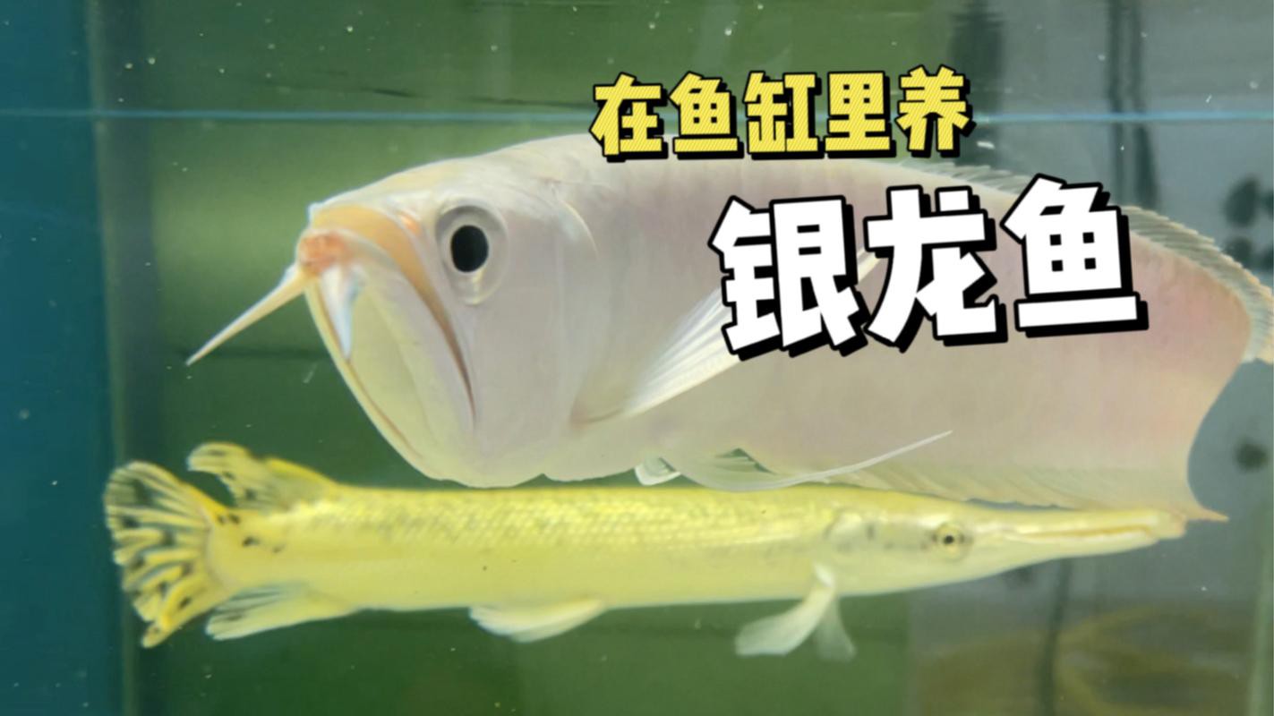 金龍魚和銀龍魚的圖片區別