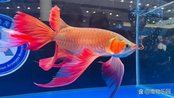 金龍魚和銀龍魚的圖片區別