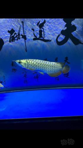 金龍魚和銀龍魚的圖片區別