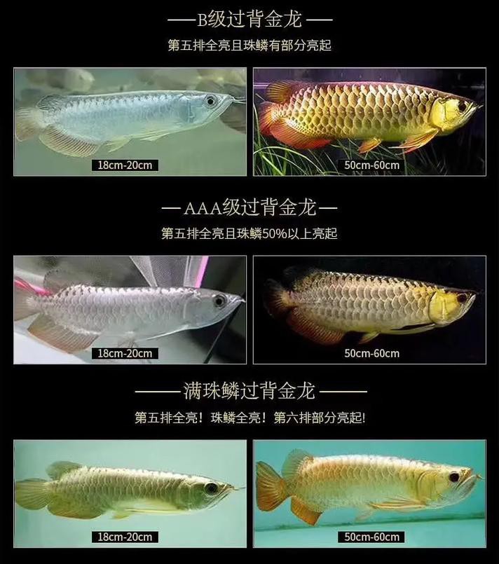 金龍魚和銀龍魚的圖片區別
