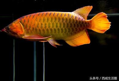 龍魚在風水學中有什么寓意？：龍魚在中國文化和風水學中具有豐富的象征意義和寓意