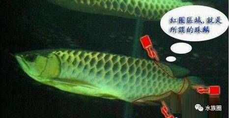 龍魚珠麟多久會亮：龍魚珠麟的亮化時間主要取決于龍魚的品種和年齡 龍魚珠麟多久會亮：龍魚珠麟的亮化時間主要取決于龍魚的品種和年齡 龍魚百科 第1張