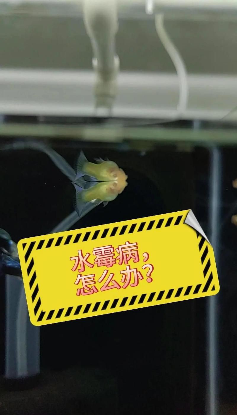 龍魚(yú)多久喂一次最好？