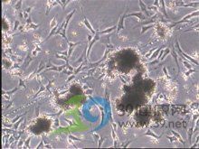 龍魚(yú)多久喂一次最好？