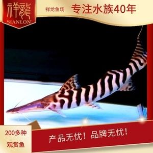 廣州水族批發市場祥龍魚場地址在哪里（廣州水族批發市場祥龍魚場）