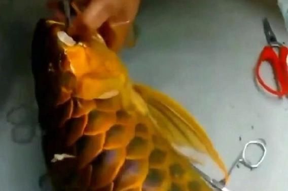 金龍魚為什么那么難養：如何控制金龍魚水溫，金龍魚繁殖技術要點