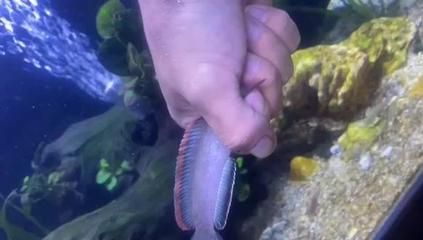 雷龍魚身上有白斑，雷龍魚白斑病的日常護理