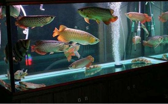 家庭養魚的魚缸，家庭養魚魚缸風水擺放的最佳位置如何維護魚缸水質清潔 家庭養魚的魚缸，家庭養魚魚缸風水擺放的最佳位置如何維護魚缸水質清潔 龍魚百科 第4張