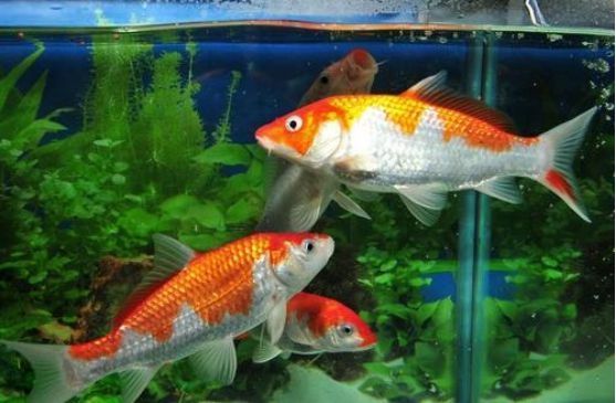 家庭養魚的魚缸，家庭養魚魚缸風水擺放的最佳位置如何維護魚缸水質清潔