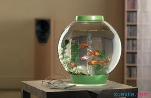 家庭養魚的魚缸，家庭養魚魚缸風水擺放的最佳位置如何維護魚缸水質清潔 家庭養魚的魚缸，家庭養魚魚缸風水擺放的最佳位置如何維護魚缸水質清潔 龍魚百科 第6張