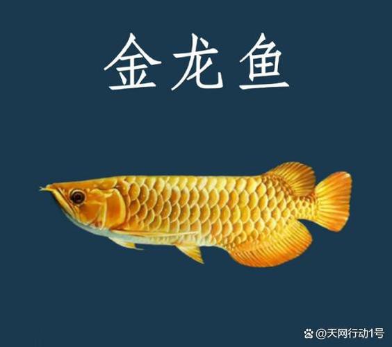 浙江龍魚(yú)市場(chǎng)價(jià)格表圖片