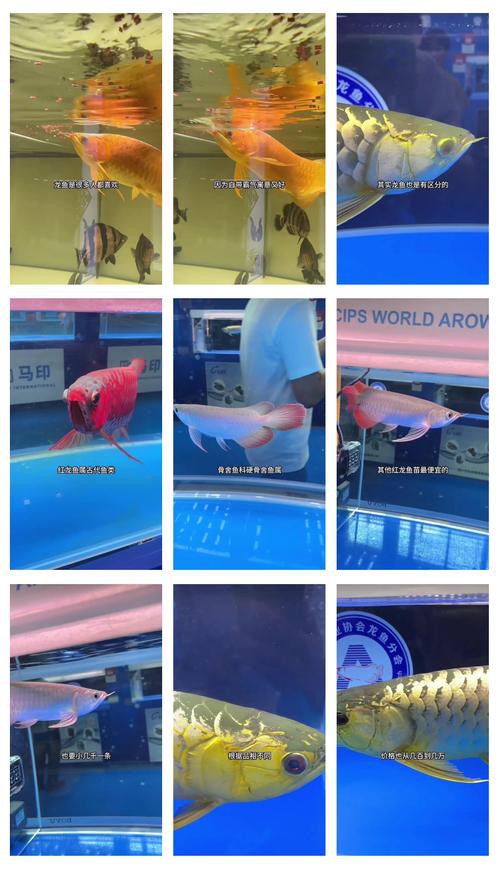 浙江龍魚(yú)市場(chǎng)價(jià)格表圖片