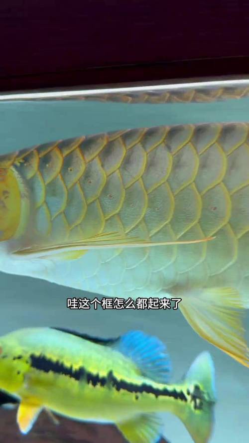 金龍魚過背和不過背的區(qū)別是什么圖片大全