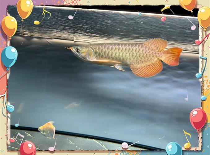 金龍魚過背和不過背的區(qū)別是什么圖片大全