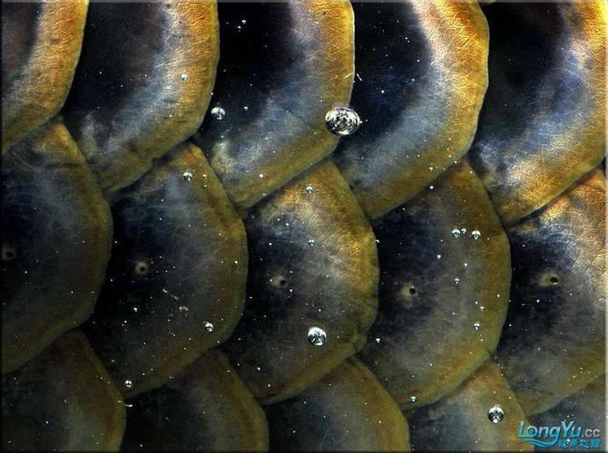 金龍魚過背和不過背的區(qū)別是什么圖片大全