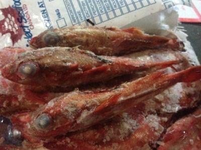 上海有批發紅龍魚的市場嗎（上海有紅龍魚批發市場嗎？）