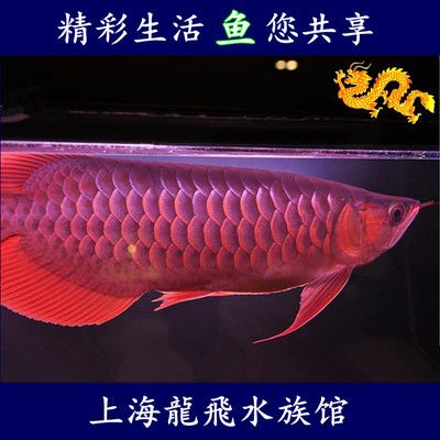 上海有批發紅龍魚的市場嗎（上海有紅龍魚批發市場嗎？）