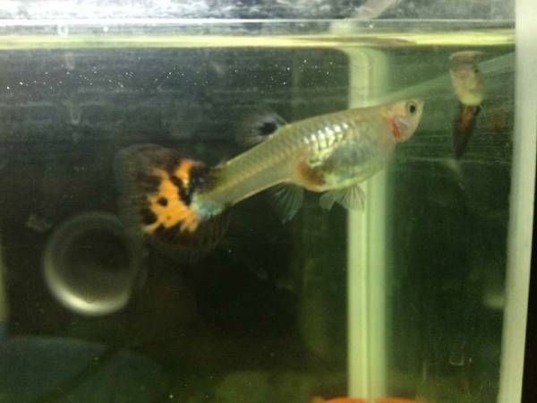 紅金龍魚怎么生小魚（紅金龍魚的繁殖方式是通過產卵和口孵的方式進行的）