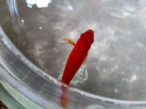 紅金龍魚怎么生小魚（紅金龍魚的繁殖方式是通過產卵和口孵的方式進行的）