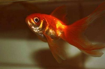 紅金龍魚怎么生小魚（紅金龍魚的繁殖方式是通過產卵和口孵的方式進行的）