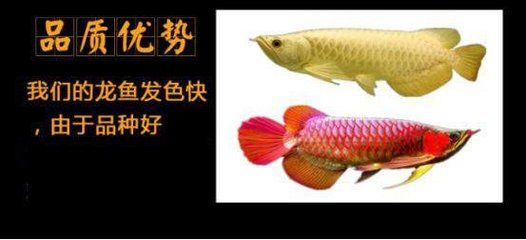 廣州過背金龍魚批發（廣州過背金龍魚批發市場）