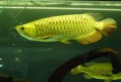 冬天金龍魚(yú)水溫多少合適喂食：冬天金龍魚(yú)水溫多少合適喂食多少合適
