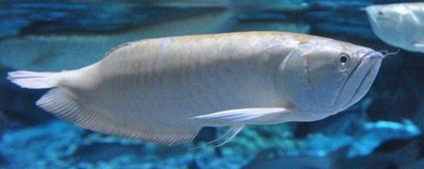 銀龍魚苗疾病預防綜合措施：銀龍魚苗疾病預防綜合措施， 銀龍魚苗疾病預防綜合措施：銀龍魚苗疾病預防綜合措施， 龍魚百科 第3張