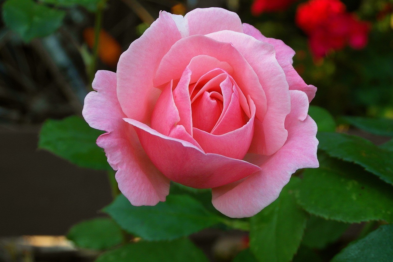 <strong><mark>若羌</mark></strong>縣青花坊婚慶花卉店（<strong><mark>若羌</mark></strong>縣青花坊婚慶花卉店電話）