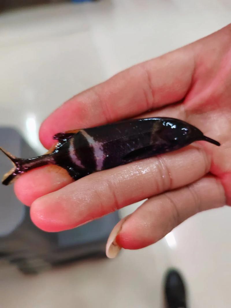 象鼻魚和龍魚混養可以嗎圖片