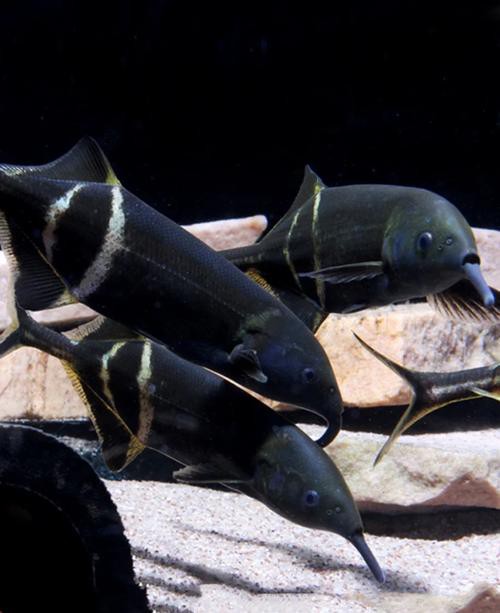 象鼻魚和龍魚混養可以嗎圖片
