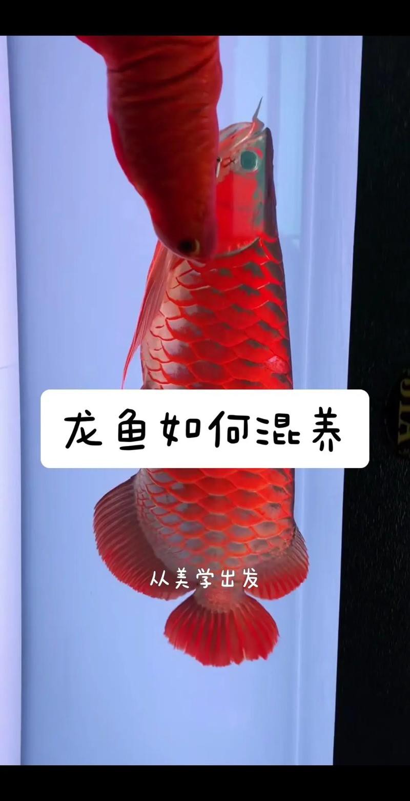 象鼻魚和龍魚混養可以嗎圖片