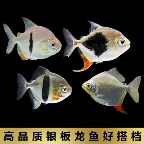 象鼻魚和龍魚混養可以嗎圖片