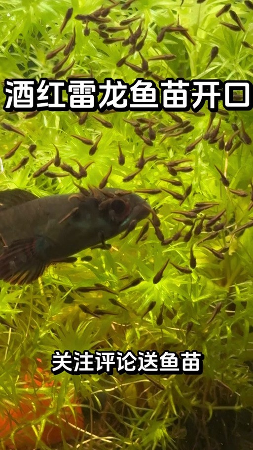 雷龍魚苗吃啥長的快