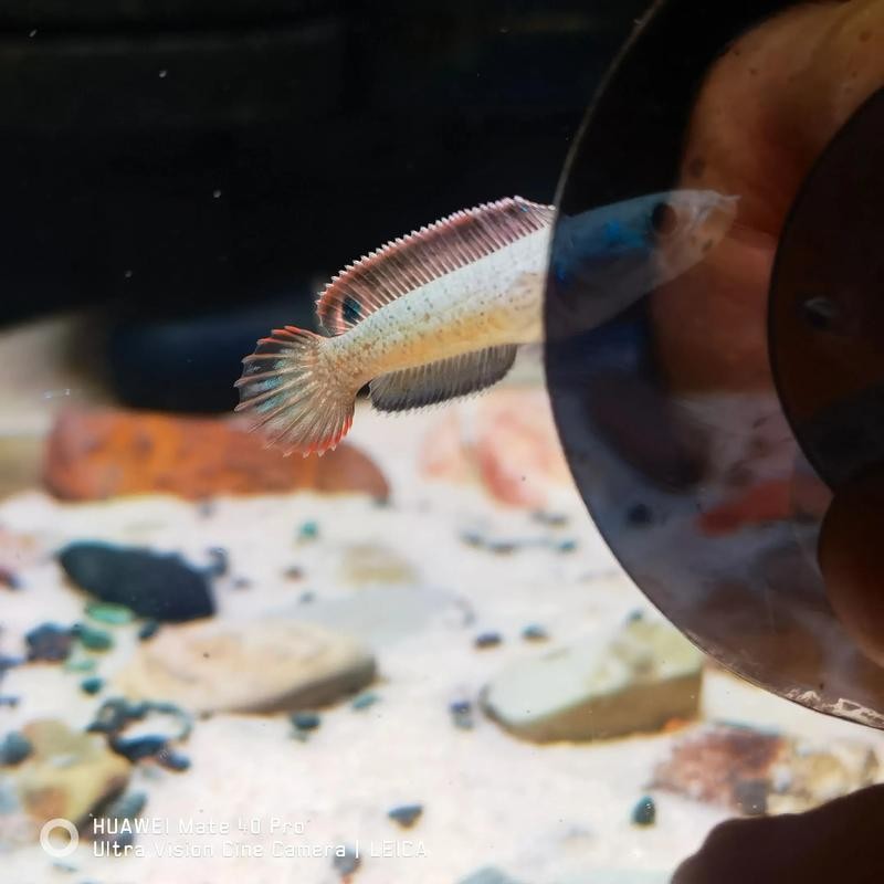 雷龍魚苗吃啥長的快