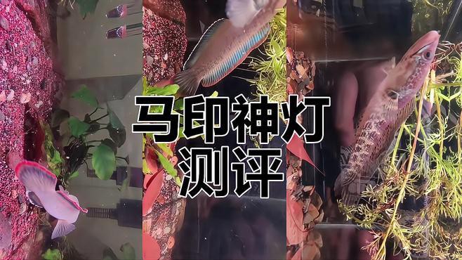 有哪些品牌的龍魚缸燈具推薦？