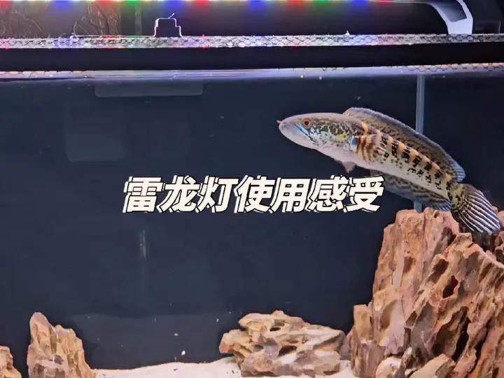 有哪些品牌的龍魚缸燈具推薦？