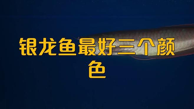 如何區分不同顏色的銀龍魚？