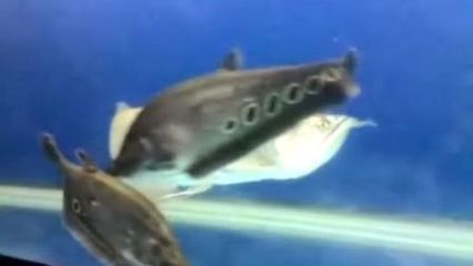 龍魚(yú)七星刀混養(yǎng)怎么樣?。糊堲~(yú)和七星刀魚(yú)可以混養(yǎng)嗎