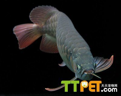 龍魚怎么變色了呢視頻教程：關(guān)于紅龍魚變色過程的詳細(xì)描述