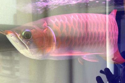 紅龍魚銀龍魚混養視頻 紅龍魚銀龍魚混養視頻 龍魚百科 第3張