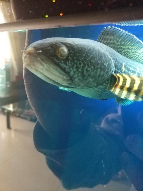 如何判斷雷龍魚凸眼的嚴重程度？ 如何判斷雷龍魚凸眼的嚴重程度？ 龍魚百科 第7張