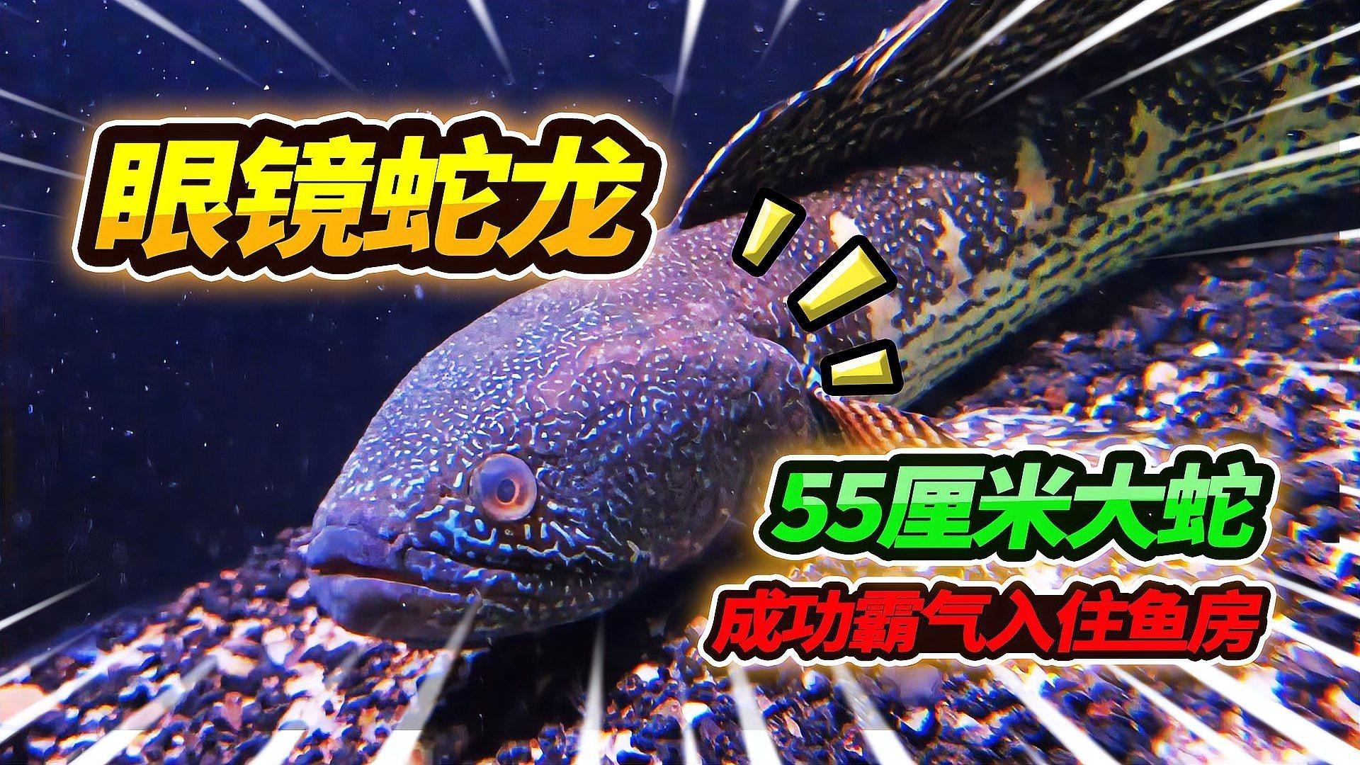 如何判斷雷龍魚凸眼的嚴重程度？ 如何判斷雷龍魚凸眼的嚴重程度？ 龍魚百科 第1張