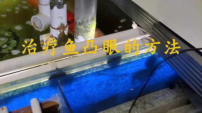 如何判斷雷龍魚凸眼的嚴重程度？ 如何判斷雷龍魚凸眼的嚴重程度？ 龍魚百科 第4張