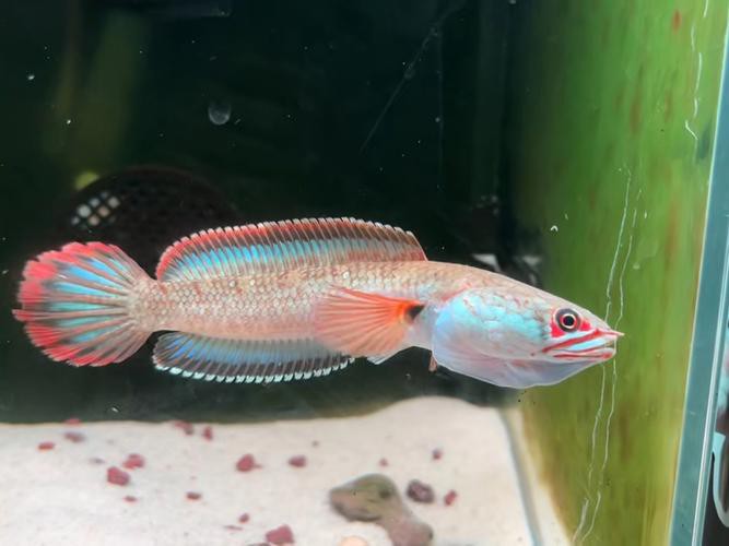 如何判斷雷龍魚凸眼的嚴重程度？ 如何判斷雷龍魚凸眼的嚴重程度？ 龍魚百科 第10張