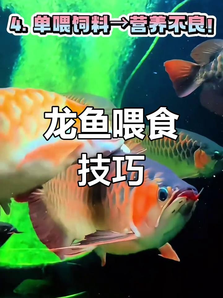 龍魚換水后喂什么食物好？ 龍魚換水后喂什么食物好？ 龍魚百科 第1張